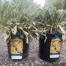 Aurinia ‘Summit’ Perennial Plants 