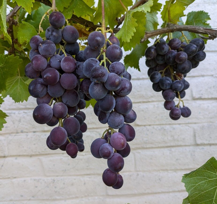 Kyoho Grape Vine 巨峰葡萄