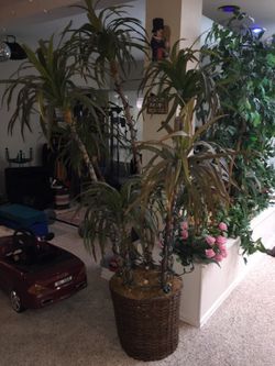 Silk plants