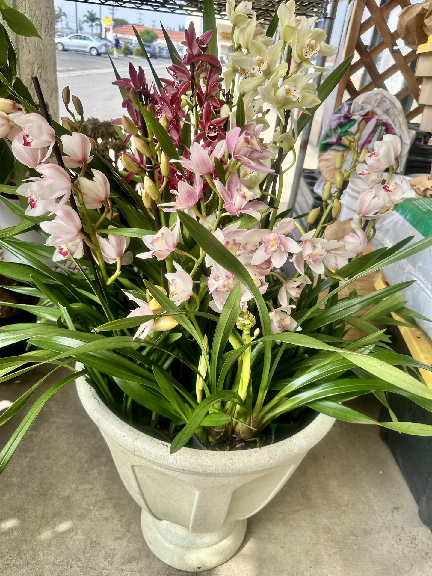 Cymbidium Orchids Địa Lan/Lan Đất