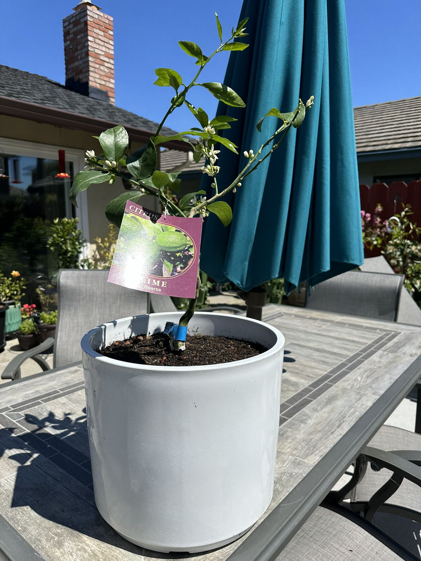 DWARF CITRUS - Beautiful LIME tree - 10 Gallon True Dwarf Citrus For Your Garden 