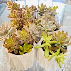 🪴🔥Beautiful Live Succulents from 11 Year Old Entrepreneur 🪴