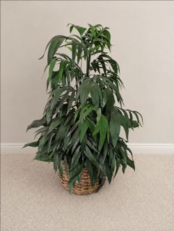 Artificial Palm Plant in Woven Basket – 49" Tall