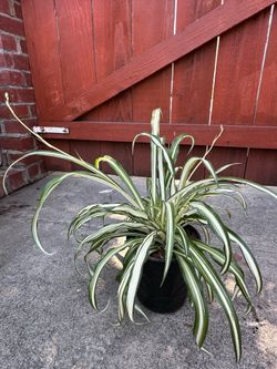 Spider Plant