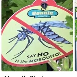 Mosquito  Centronela Plant