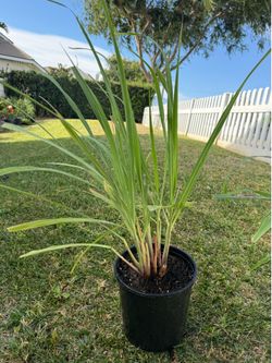 🌿 Fresh Lemongrass Plant | 香茅/柠檬草盆栽 | Great for Cooking & Tea