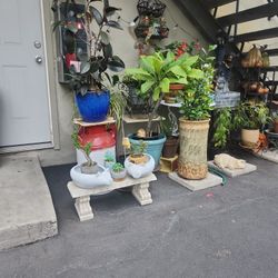 Big Plant Sale Open All Day Today Stop By Look Around 