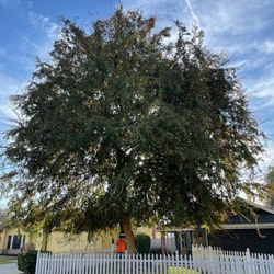 Tree/Árbol 