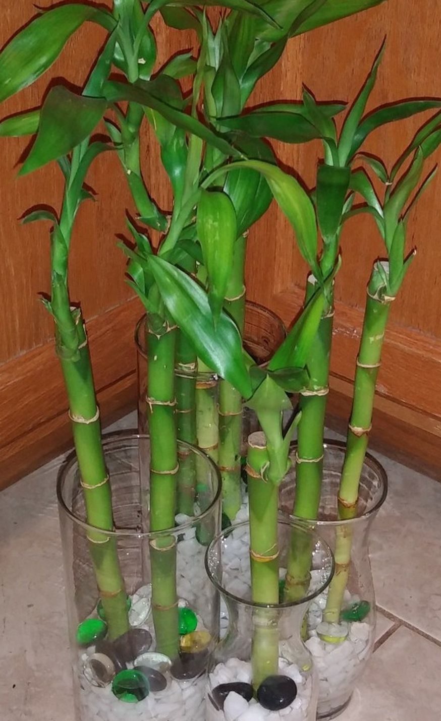 Lucky bamboo house plants. Each glass from$13-$24.
