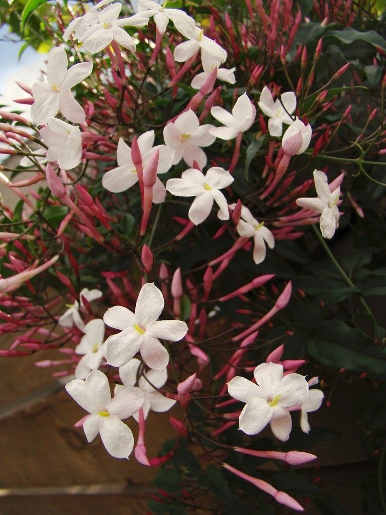 Rose Jasmine- Jasminum polyanthum pink