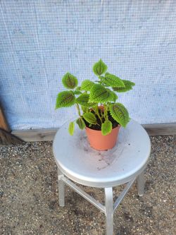 Moon Valley pilea 6" Nursery Pot