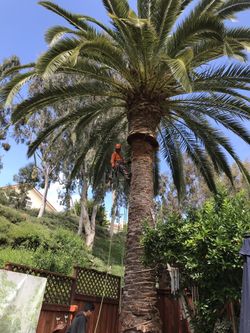 Clean remove palms