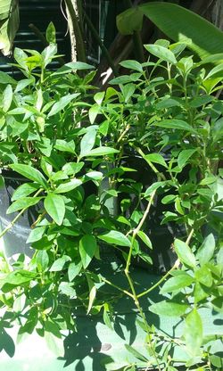 Abre camino ( plant ) for Sale in Hesperia, CA - OfferUp