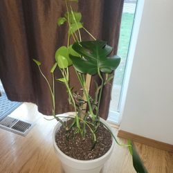 Monstera Plant 