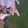 Alfie
