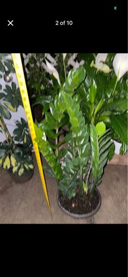 Huge ~3.5ft (10-12”pot) ZZ plant; low light/low maintenance indoor plant; 95820