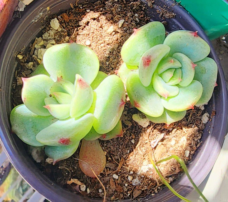 Succulents Plants Korean Imported Baby Ice Green 2 Heads Pick Up In Upland 