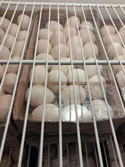 Huevos 24 $10