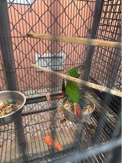 Wood Bird perch