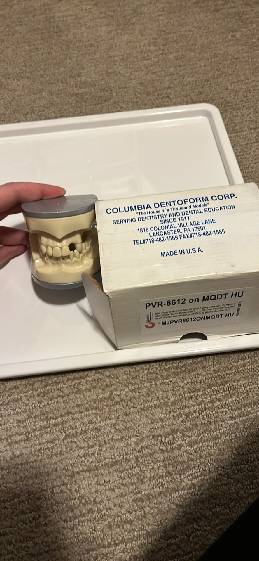 Partial Edentulous Columbia Dentoform