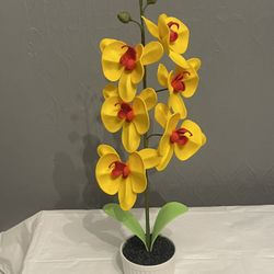Orchid / Orquídea 