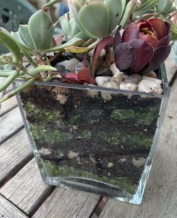 Custom Designed Succulent Arrangements On Glass 