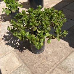 Plant Jade