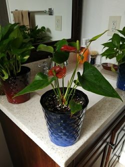 An indoor anturium plants flower that will bring love to your home