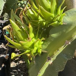 Dragon Fruit Plant