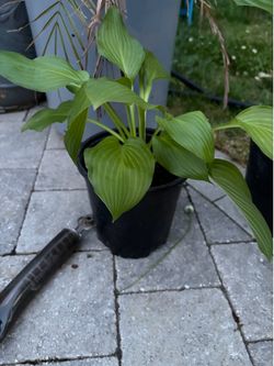 Hosta Plants Several Available $5