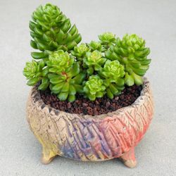 Succulents plants 🪴 