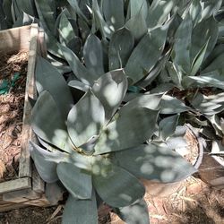 Agave Nova  5gal $30 Each 
