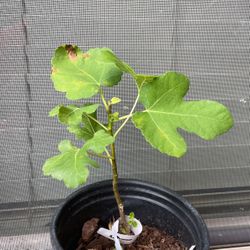 Olympian Fig