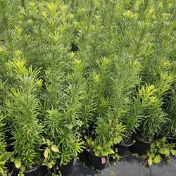 Podocarpus  2 To 3 Feet Tall Installed Minimum  Qty Required  Only $12