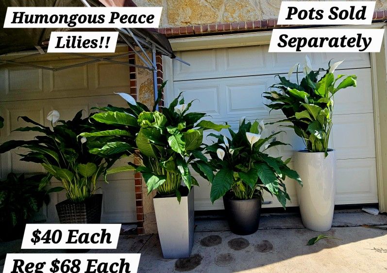 Humongous Peace Lilies Plants 