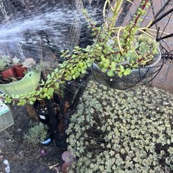 Succulent Assorted 4 Species Bundle In Potted