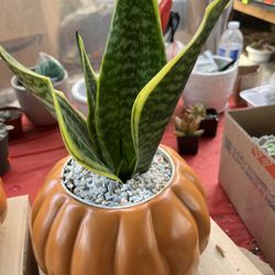 6” Ceramic Pots $12 Each 