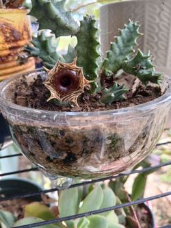 Dona cactus