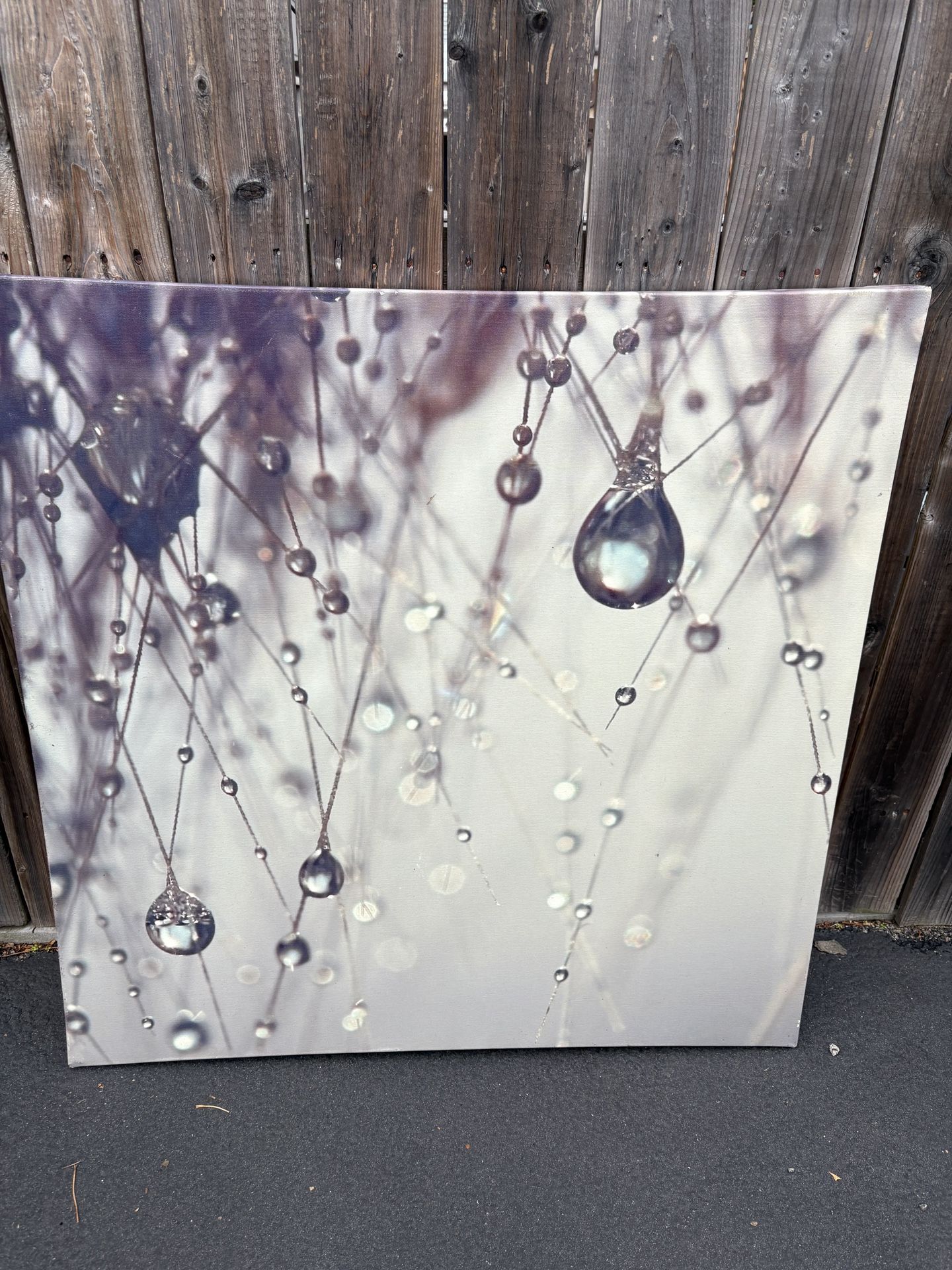 Canvas Art by Beata Czyzowska Young Wrapped Canvas Print Water Droplets on the End of a Plant
