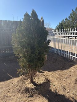 Selling Beautiful tree Leyland Cypress /located In Hesperia no delivery or shipping you dig out