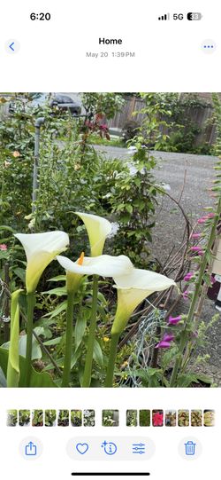 Calla Lily – Tall Variety 🌿🤍 