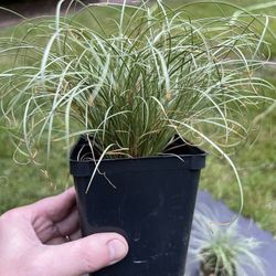 Ornamental grass Japanese Silk Tassel. Sammamish, Beaver Lake 