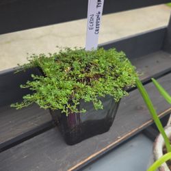 4" Pot With Elfin Creeping Tyme Plant