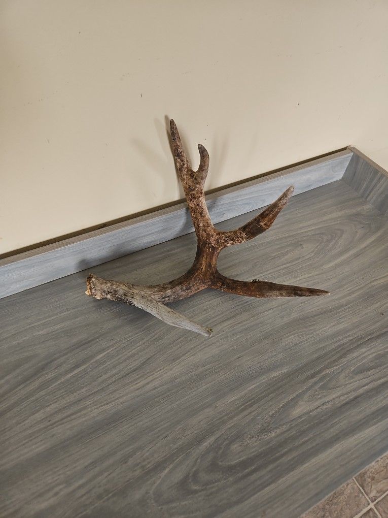 Deer Antler