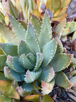 Aloe brevifolia (Short-Leaf Aloe) – Compact Clumping Succulent