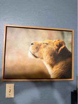 Lioness Canvass Painting