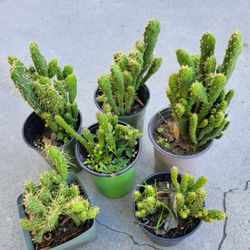 Beautiful Cactus Plants Only $3 Each