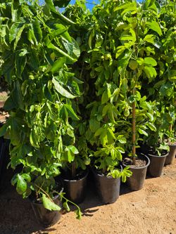 Passion Fruit Vine Plant in Pot purple maracuya