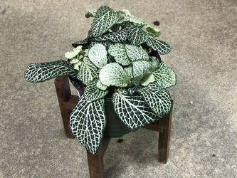Fittonia in 4in Pot