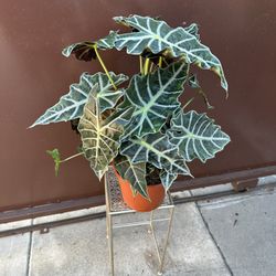 8” alocasia polly